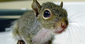 Donations MATCHED for wildlife!